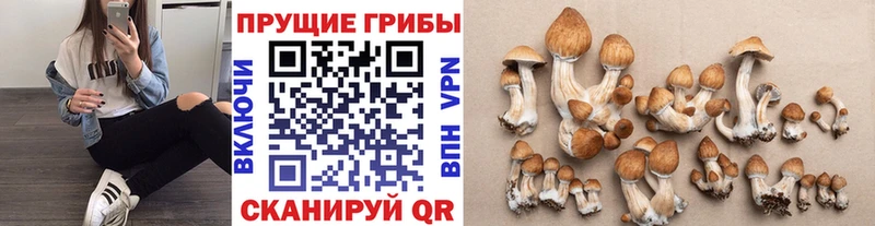 hydra tor  цена наркотик  Старица  Псилоцибиновые грибы Cubensis 